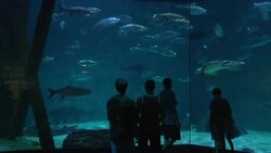 Sea-Life Sculptures Made From Ocean’s Trash News Clip