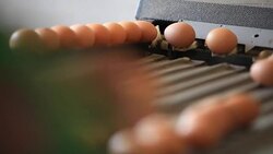 Egg production line in the chicken farm. Stock Footage