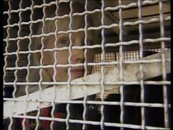 ISRAEL: 21 CHRISTIANS ARRESTED DUE TO SUICIDE FEARS (2) News Clip