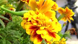 yellow marigold flowers Stock Footage
