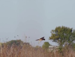 Falcon searches for prey, flying over amber foliage Stock Footage