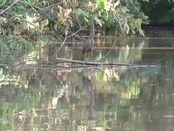 Tiger-heron in branch Stock Footage