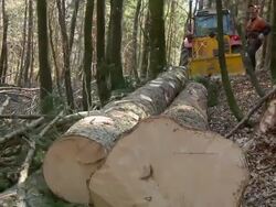 HD: Tractor pulling tree trunks Stock Footage