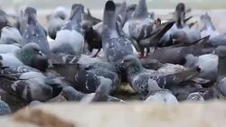 Pigeons bird swarming the loaf of food. Stock Footage