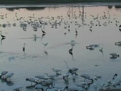 Feeding Frenzy Stock Footage