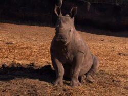 Rhino poaching on increase in South Africa News Clip