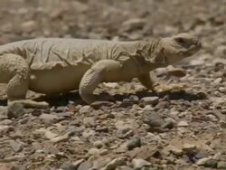 MS PAN View of mastigure walking  / Eilat, southern Negev, Israel Stock Footage