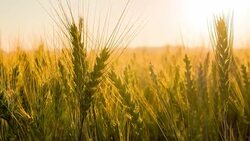 MS DS Dew On Wheat Ears Stock Footage