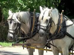 Horses Stock Footage