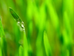 Grass after rain Stock Footage