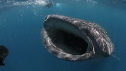 Animal Essential Functions Instructional Video