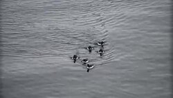 Brunnich's Guillemot in the water, Svalbard 2 Stock Footage