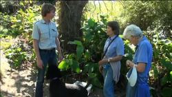 CATCHING SNAKES - ALL IN A DAY'S WORK News Clip