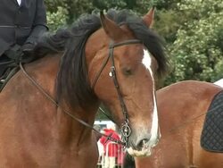 Horse & rider 1 Stock Footage