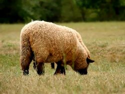 Grazing Black Sheep Stock Footage