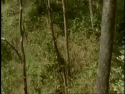 Track forward through forest canopy, Western Ghats, India Stock Footage
