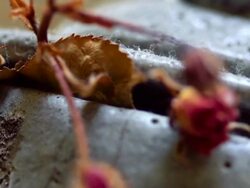 Autumn mood Stock Footage