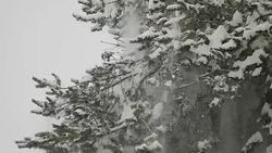 trees and snow Stock Footage