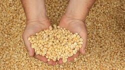 Raw dry corn spills Stock Footage