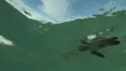 A lone turtle hatchling swims in the Mekong River. Stock Footage