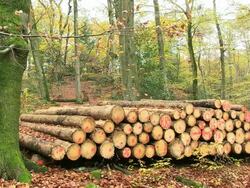 MS Shot of cutted trees at autumnal woodland / Orscholz, Saarland, Germany Stock Footage