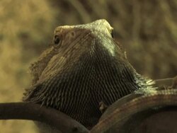 PAL: Bearded Dragon Stock Footage