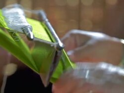 ECU Shot of Hands of woman weaving  / Inle Lake, Shan State, Myanmar   Stock Footage