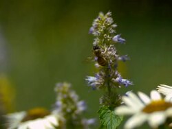 CU SLO MO Flying honeybee on purple flowers / Morristown , New Jersey, USA Stock Footage