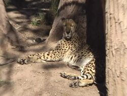 Resting Cheetah Stock Footage