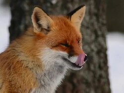 Fox yawns Stock Footage