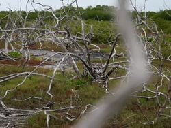 Climate Change Impacts South Florida Ecosystems Stock Footage