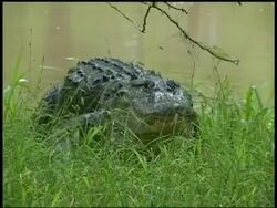 CU Alligator crawling onto land from river and through grass, front view, Brazos Bend State Park, Texas, USA Stock Footage
