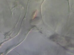 Blood cells moving from a main capillary in to two other capillaries of tail of tadpole of Toad Bufo bufo Stock Footage