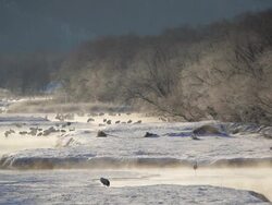 Red crowned Cranes, Hokkaido, Japan, Asia Stock Footage