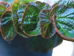 Dolly:Potted plants in the home garden Stock Footage