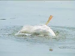 Area of natural beauty threatened by pollution News Clip