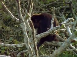 Howler Monkey (Alouattinae) in tree, eating flower. Stock Footage