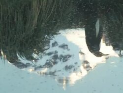 CU, King penguins (Aptenodytes patagonicus) and snow capped mountain peak reflected in pond, South Georgia Island, Falkland Islands, British overseas territory Stock Footage