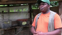 Farmers breed weevil grubs to meet demand for tasty snack Instructional Video