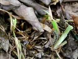 caterpillar Stock Footage