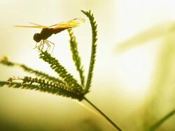 Dragonfly evening at sunset Stock Footage