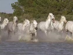 MS TS SLO MO Shot of Camargue Horse Herd galloping running through Swamp / Saintes Maries de la Mer, Camargue, France Stock Footage
