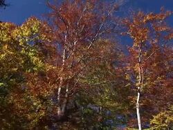 HD: Trees in autumn Stock Footage