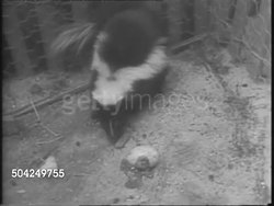 Cat Adopts 7 Skunks News Clip
