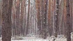 Snowfall in the pine forest. Stock Footage