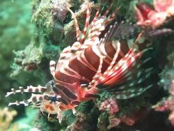 Baby Lionfish Stock Footage