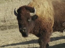 Large American Bison Bull or buffalo walks toward camera. Stock Footage