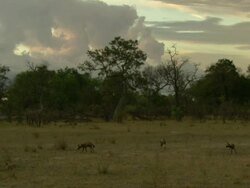 WS PAN View of African wild dog pack gathering and interacting as sunsets and reflects on low clouds / Okavango Delta, North-West District, Botswana Stock Footage