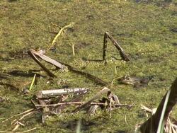 HD: Frogs  jump Stock Footage