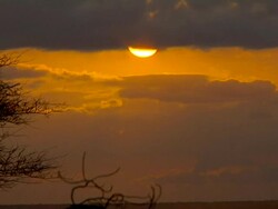 Sunset in the savanna Stock Footage